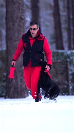 Comment “GOALS” for my Free Heeling Styles Webinar 🖤🔥 There are 3 heeling styles Each built for a different purpose, mindset, and level of engagement. When you understand why and when to use each style, control becomes effortless and communication becomes clear. I’ll break it down the styles step by step in the free live webinar. Learn how to build real connection instead of correcting position. #stsk9 #dutchie #labrador #heeling | STS K9 - Nino Drowaert