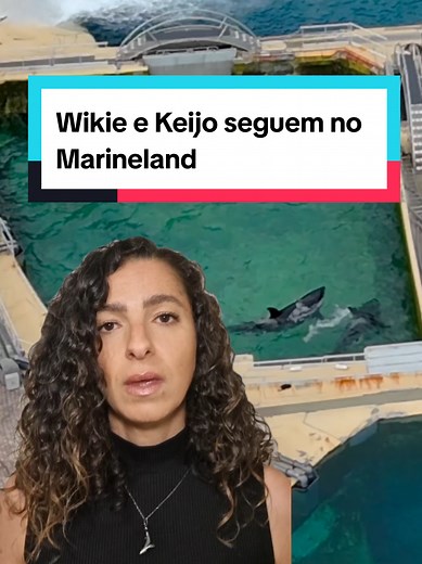 Wikie e Keijo: O Futuro das Orcas em Risco