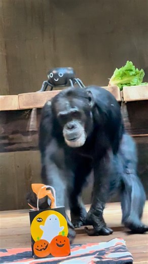 Animal residents were treated to treats (but not tricks!) on Day 1 of Boo at the Zoo! Thank you to everyone who came out to the Zoo today! We’ll share more highlights of animal treat presentations throughout the week! #sfzoo #halloween #trickortreat | San Francisco Zoo