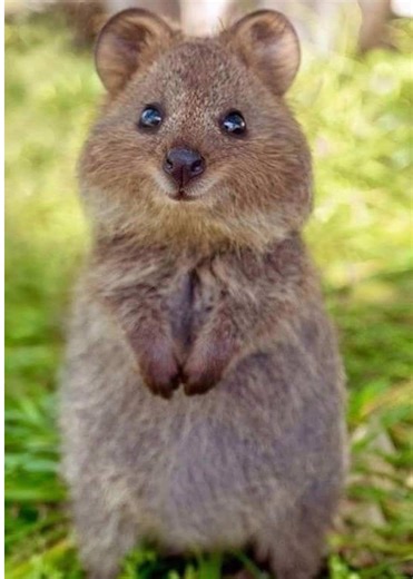 Playing Camp in Roblox: My Best Expedition Wins