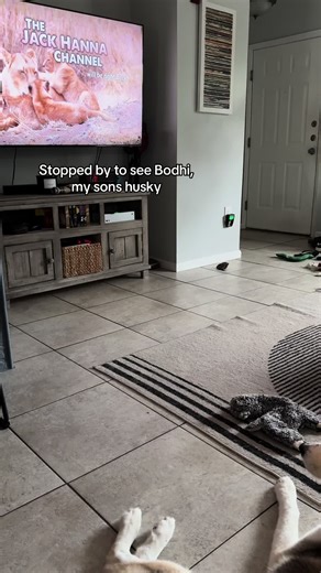 Adopt a Shelter Dog: The Joy of a Husky Companion