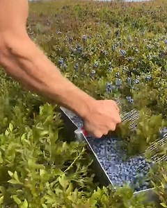This blueberry farmer has given a unique insight to what a day in their life really looks like 😮 | UNILAD