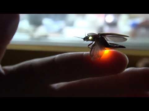 Bioluminescent click beetle (Pyrophorini) glowing in two colors when flying off