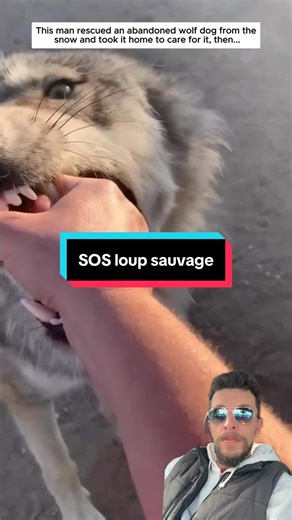 #loup #animaux #animal #sos #ramo