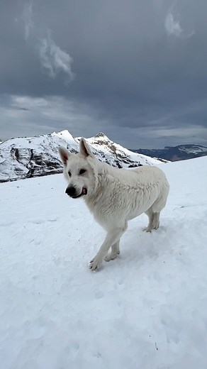 Strong wind - the furstyle holds 🤪#funny #funnydogreels #funnyvideosdaily #doglover | Rastawhiteshepherd