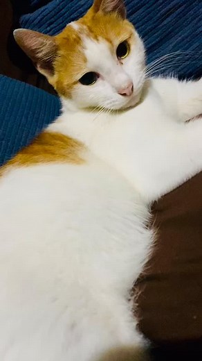 Hello, my name is OOJIN 😻😻😻😽😽😽 Local Balinese cat 🐈🐈 Animal that supports good energy ☺️❤️ | Darma Santana