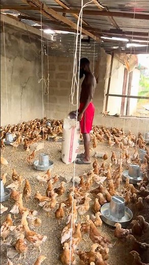 Best Feed for High Egg Production in Layers 🥚🐔 BEST FEED FOR LAYERS #chicken
