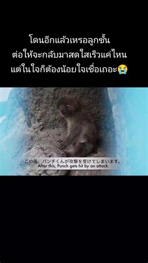 แม่ลิงเบเบี้น้อยมาหยุมอ้วนอีกแล้ว สงสารอ้วนมาก #punch #พั้นช์คุง #punchkun
