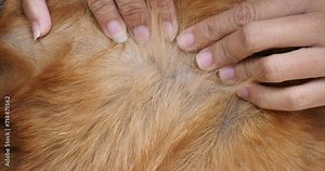 The mite bites a reddish dog,Closeup of mite and fleas infected on dog fur, flea and tick