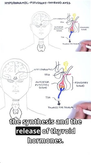 Endocrinology Insights: Thyroid Hormone Regulation #endocrinology #TSH #TRH #physiology #meded