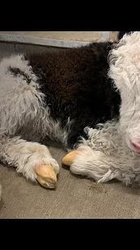 Baby Yak Born at Bramble Park Zoo!