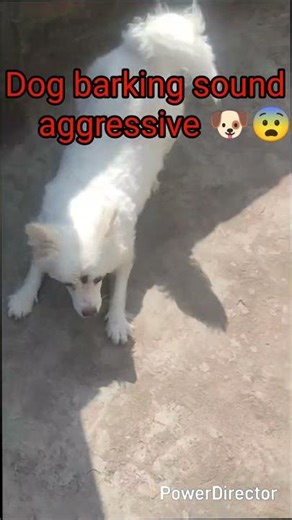 Dog Barking Sounds | Best Dog Barking 🐶🥰 Sound for Pranks and Pet Reactions! 🐕🔊 #shorts #ytshorts