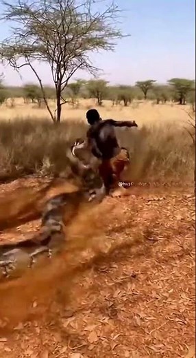 #short #animal #snake #africa #savannah #africatribes #wildlife