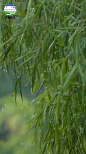 BMKG Imbau Masyarakat Waspadai Cuaca Ekstrem BMKG merilis peringatan dini akan adanya potensi hujan lebat disertai angin kencang pada sepekan ke depan. Selain itu ada La Nina yang juga dapat meningkatkan curah hujan hingga 20 persen. BMKG mengingatkan akan terjadinya cuaca ekstrem yang dapat menyebabkan terjadinya bencana Hidrometeorologi. Oleh karena itu BMKG mengimbau kepada masyarakat untuk waspada terhadap cuaca extrem berpotensi menyebabkan terjadinya bencana hidrometeorologi. Video : Humas