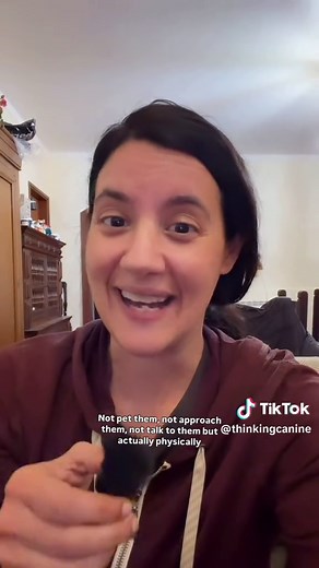 Understanding Dog Training: Aggression and Obedience