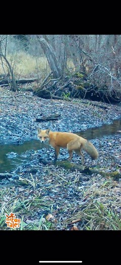 How to cross a creek like a fox, first dad fox, then mom with a grey fox in the mix too 🦊 #animals #wildlife #nature #fox #newyork #happy #adorable #trailcam #foxes | Red Fox Tales