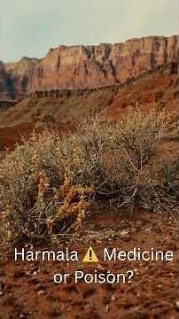 Harmala ⚠️ Medicine or Poison? The Hidden Scientific Truth