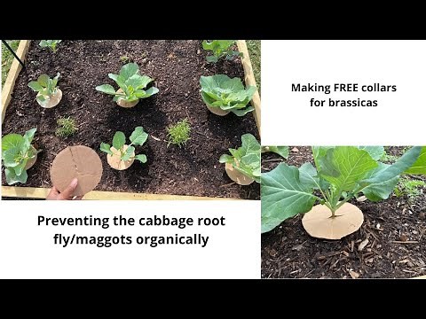 Preventing damage from the cabbage root fly & maggot/Making FREE cabbage collars