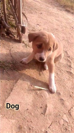 #dj #pets #remix #funny #djmix #dogdjsong2025 #dogremix #dogsong #song #doglife