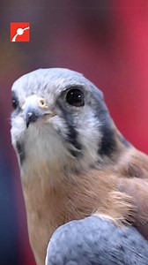 98K views · 1K reactions | Did you know that Kestrels have accents that can tell us where they were raised? Kestrels are small birds of prey that are found across North and Central America. Differences in their calls can tell us where they were raised! #Kestrels #Birds #Science #HispanicHeritageMonth #birdsofprey #wildlife | Museum of Science, Boston | Facebook