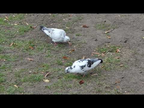 Particoloured pigeon pair