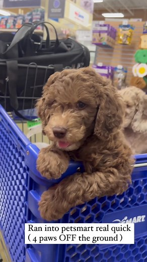 F1bb Goldendoodle Puppies for Sale: Genetic Tested Parents & Lifetime Support