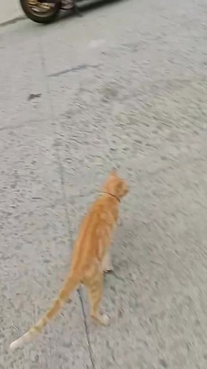 Controller upgrade? AET e-bike Programmable controller 2kw More speed? ✅ Extra torque ✅ We offer home services, Message us today! 🔋⚡🔌 #paulthrottlephebikegarage #paulthrottleph | PAUL THROTTLE PH