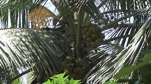 11K views · 277 reactions | Coconut trees Farming 180 trees in 1 Acre Land | Dwarf Coconut Farming |coconut Farming https://www.youtube.com/channel/UCA0pYoyxEg3UpqD3JrLEwrw/featured Membership amount Rs 2000 one year subscription More information Surendra c s My nature india foundation 9606100149 natureindiafoundations@gmail.com mynatureonline@gmail.com | My Nature India Foundation | Facebook