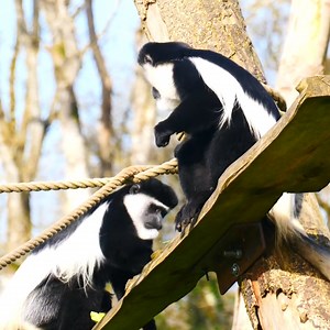 383 reactions · 30 shares | Have you seen our beautiful black and white colobus monkeys leaping and swinging around the island in the middle of Half-Mile Lake? Keeper Matt tells us lots of fun facts about these adorable monkeys! | Longleat | Facebook