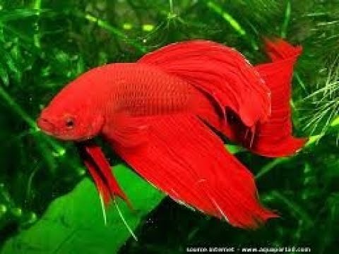 Unboxing Aquarium Inwa Start 35+J'introduis un Combattant