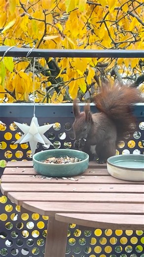 #squirrely #squirrellover #squirrels #animalpic #squirrel | Princess Sally Acorn