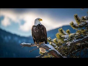 Sound of Bald Eagle | Powerful Screech and Call Effect