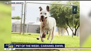 Meet Caramel Swirl! You may have seen this playful pup on FOX 10 Phoenix but she isn't letting the fame go to her head. Caramel Swirl is as sweet as her name implies. Her friends here at AHS describe this playful pup as "a bundle of energy filled with love". Caramel Swirl is a 1-year-old Pit Bull Terrier mix who loves to run and play. If you are looking for a running buddy, Caramel Swirl is your girl! She would love to find a home with an active family who can take her on hikes and other adventu