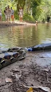 4.5K reactions · 63 shares | Python vs electril eel #animal #wildlife | Lalit Kumar | Facebook