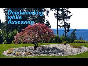 Removing Deadwood and Assessing a large Japanese laceleaf Maple - The first step in pruning