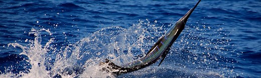 Fishing in Belize - EVERYTHING YOU NEED TO KNOW ABOUT FISHING IN BELIZE