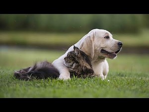 Peaceful Music, Relaxing Music, Instrumental Music "Best Friends" by Tim Janis