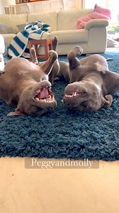 When your girls have a secret love language and you are not invited into the conversation 🥹❤🐾🐶 | Peggy and Molly