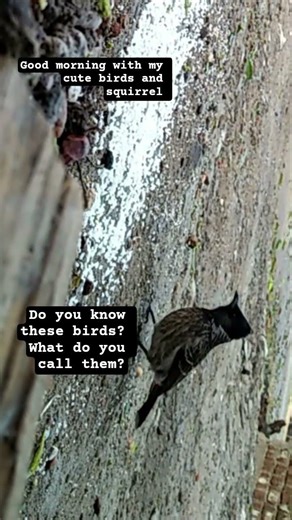 Myna Red-vented Bulbul Yellow throated Sparrow Morning Doveand squirrel are eating together#teambird
