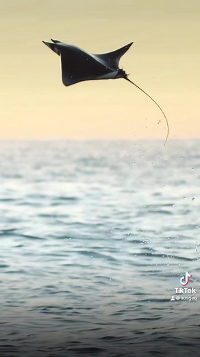 Amazing Mobula Ray Flying in the Ocean