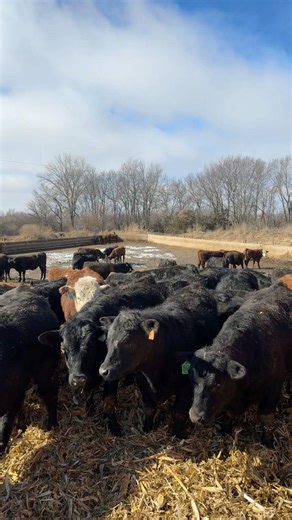 Mound system vs bed pack?#fyp #trending #viral #farmtok #cattle #shorts