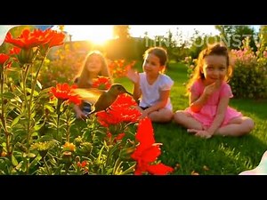 Hummingbird Song for Kids | Learn About Hummingbirds with Fun Music | TinyToonsTV