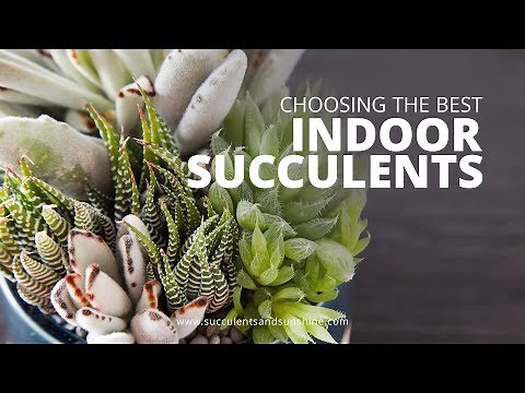 Types of Succulents to Grow Indoors | Succulents in Seconds