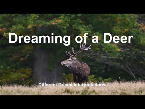 Dreaming of a Deer - Dream Interpretations