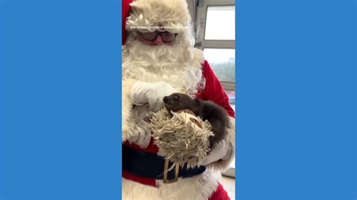 Sloth gets Christmas cuddles from Santa