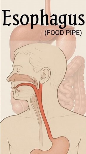 Esophagus – The Food Pipe | Digestive System Explained #esophagus #anatomy #shorts