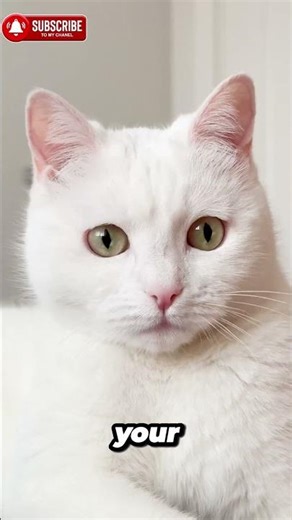 Your Cat's Slow Blink Means This... 👁️
