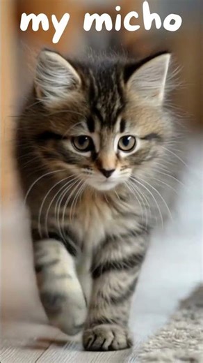 Ce petit chat qui marche va faire fondre ton cœur