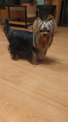 💕Annabelle 💕 💕de la vallée des roses rouges 10 mois 💕 💕 Mon bébé d'amour 💕 💕 Fille 💕 💕d'Unerys de la vallée des roses rouges 💕 💕 Shoiix de la Légende des Trolls 💕 ✨ Pas à vendre ✨ | Elevage la Vallée des Roses Rouges