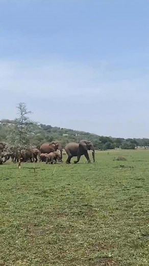 Extraordinary elephant herd! Just everyone's dream on a safari! Huge herd with all generations rushing for water 🐘🐘🐘 #africansafari #wildlifesafari #elephantlove #AfricanWildlife #wildlifeconservation #bigfivesafari #ecotours #ecotourism #bigfive #africansafari #responsibletravel #elephantsafari #wildestafrica #onlyafrica #africanelephant #saveelephants #elephantconservation #endangeredspecies #luxurytravel #luxurysafari #bigfive #big5safari #babyelephant #elephantbaby #elephantsafari | Wildf